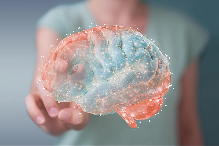 Brain diagram